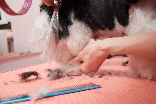 Female groomer brushing Shih Tzu at grooming salon. — Stock Fotó