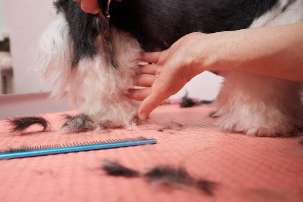 Spazzolatura di toelettatore femminile Shih Tzu a salone governante. — Foto Stock