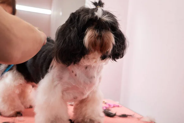 Peluquería femenina cepillando Shih Tzu en el salón de aseo. —  Fotos de Stock