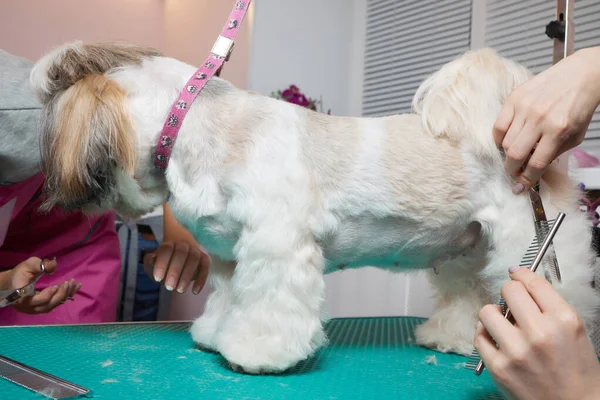 Žena ženicha kartáčování Shih Tzu v kadeřnictví. — Stock fotografie