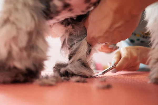 Mulher groomer escovação Shih Tzu no salão de arrumação. — Fotografia de Stock