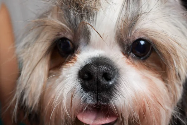 Peluquería femenina cepillando Shih Tzu en el salón de aseo. —  Fotos de Stock