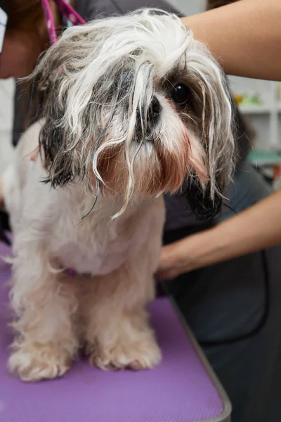 Adorable black and white cute Shih Tzu dog ear fly with the wind sitting at salon and using hair dryer after shower, clean, make dry hair and grooming pet with love concept. — стоковое фото