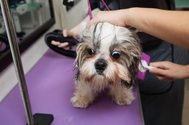 Adorable black and white cute Shih Tzu dog ear fly with the wind sitting at salon and using hair dryer after shower, clean, make dry hair and grooming pet with love concept.