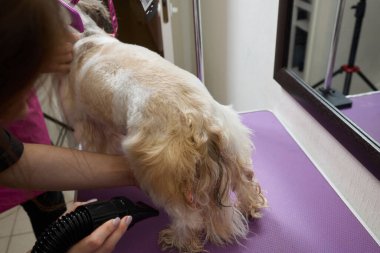 Adorable black and white cute Shih Tzu dog ear fly with the wind sitting at salon and using hair dryer after shower, clean, make dry hair and grooming pet with love concept.