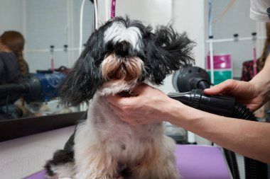 Wet Shitzu or Shih tzu dog. Pet groomer washing dog from the shower. Selective focus.