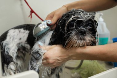 Islak Shitzu ya da Shih tzu köpeği. Evcil hayvan tımarcısı duştaki köpekleri yıkıyor. Seçici odak.