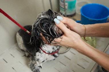 Islak Shitzu ya da Shih tzu köpeği. Evcil hayvan tımarcısı duştaki köpekleri yıkıyor. Seçici odak.