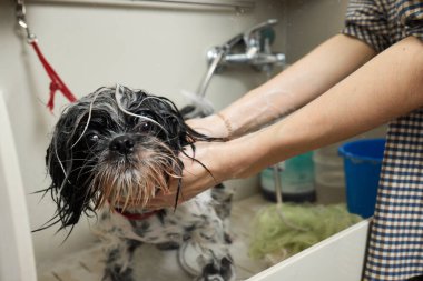 Islak Shitzu ya da Shih tzu köpeği. Evcil hayvan tımarcısı duştaki köpekleri yıkıyor. Seçici odak.