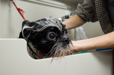 Islak Shitzu ya da Shih tzu köpeği. Evcil hayvan tımarcısı duştaki köpekleri yıkıyor. Seçici odak.
