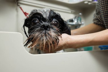 Islak Shitzu ya da Shih tzu köpeği. Evcil hayvan tımarcısı duştaki köpekleri yıkıyor. Seçici odak.