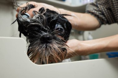 Islak Shitzu ya da Shih tzu köpeği. Evcil hayvan tımarcısı duştaki köpekleri yıkıyor. Seçici odak.