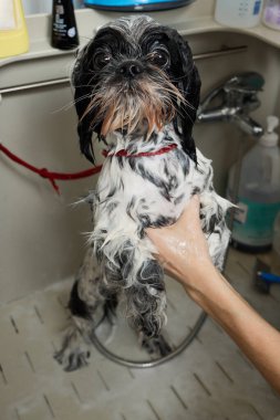 Wet Shitzu or Shih tzu dog. Pet groomer washing dog from the shower. Selective focus.