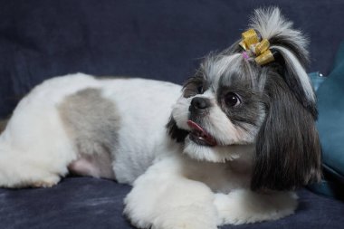 Şirin Shih Tzu köpeği evde kanepede yatıyor. Köpek kameraya bakıyor..