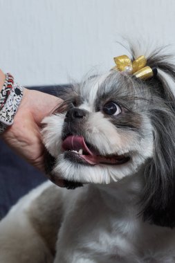 Şirin Shih Tzu köpeği evde kanepede yatıyor. Köpek kameraya bakıyor..