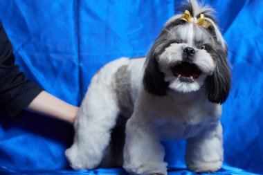 Şirin Shih Tzu köpeği evde kanepede yatıyor. Köpek kameraya bakıyor..