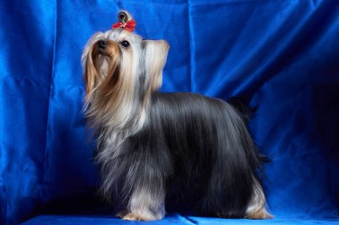 Mavi bir arka plan üzerinde Köpek yorkshire terrier.