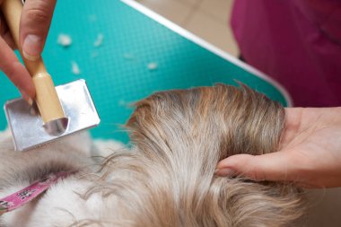 Female groomer brushing Shih Tzu at grooming salon.