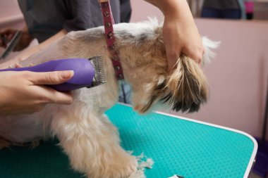 Female groomer brushing Shih Tzu at grooming salon.