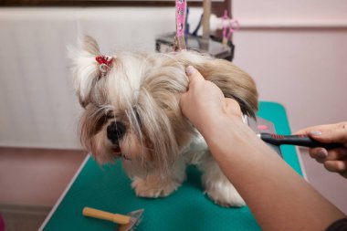 Shih Tzu 'yu kuaförde tarayan kadın kuaför..