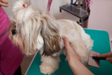 Female groomer brushing Shih Tzu at grooming salon.