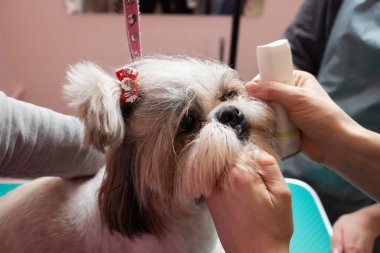 Female groomer brushing Shih Tzu at grooming salon.
