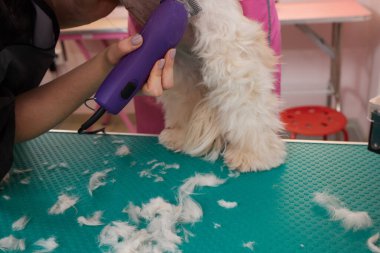 Female groomer brushing Shih Tzu at grooming salon.