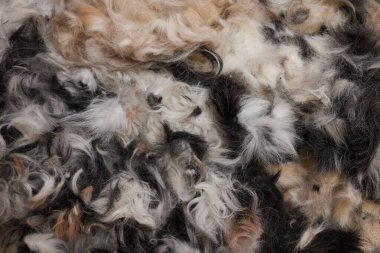 cleaning and sweeping the beauty salon for animals after grooming. trimmed hair wool after cutting.