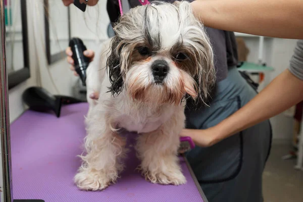 Adorable black and white cute Shih Tzu dog ear fly with the wind sitting at salon and using hair dryer after shower, clean, make dry hair and grooming pet with love concept. —  Fotos de Stock
