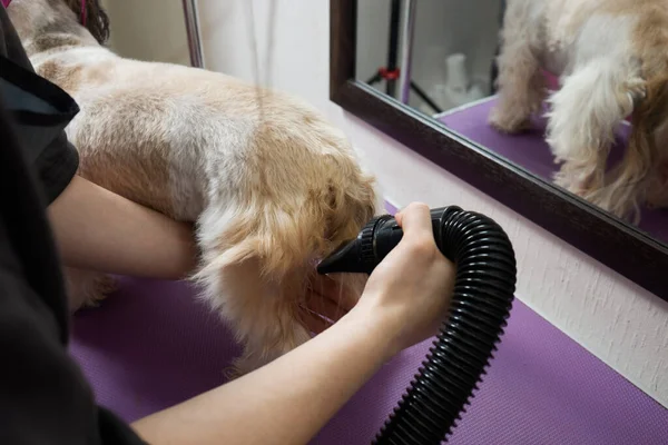 Adorable black and white cute Shih Tzu dog ear fly with the wind sitting at salon and using hair dryer after shower, clean, make dry hair and grooming pet with love concept. — стоковое фото