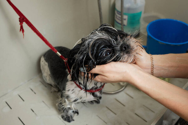 Мокрый Шитцу или Ши Цзы. Пет парикмахер стирает собаку из душа. Селективный фокус.