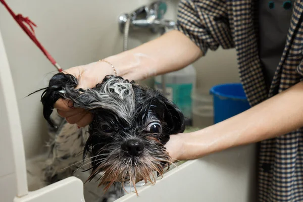 Wet Shitzu or Shih tzu dog. Pet groomer washing dog from the shower. Selective focus. — Fotografia de Stock