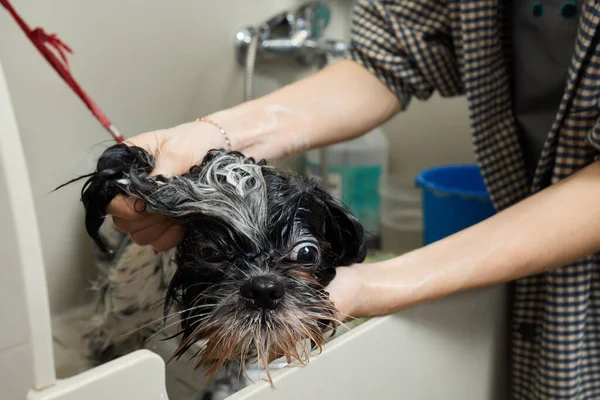Wet Shitzu or Shih tzu dog. Pet groomer washing dog from the shower. Selective focus.