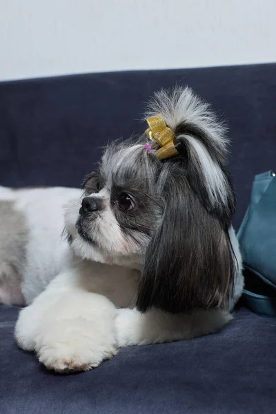 Un lindo perro Shih Tzu con un arco se encuentra en el sofá en casa. Perro mirando a la cámara. —  Fotos de Stock