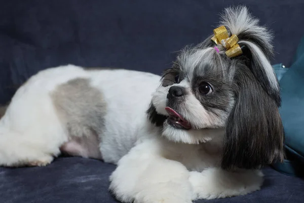Un simpatico cane Shih Tzu con fiocco si trova sul divano di casa. Cane guardando la fotocamera. — Foto Stock