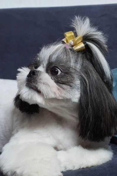 Un lindo perro Shih Tzu con un arco se encuentra en el sofá en casa. Perro mirando a la cámara. — Foto de Stock