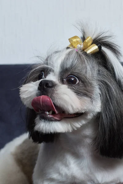 Un lindo perro Shih Tzu con un arco se encuentra en el sofá en casa. Perro mirando a la cámara. —  Fotos de Stock