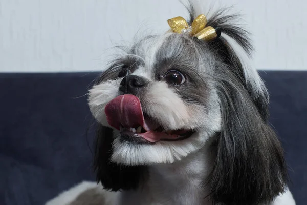 Um cão bonito Shih Tzu com um arco encontra-se no sofá em casa. Cão olhando para a câmera. — Fotografia de Stock