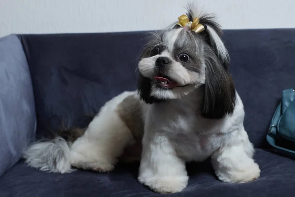 Un lindo perro Shih Tzu con un arco se encuentra en el sofá en casa. Perro mirando a la cámara. —  Fotos de Stock