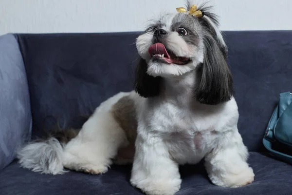 Roztomilý pes Shih Tzu s lukem leží doma na gauči. Pes se dívá do kamery. — Stock fotografie