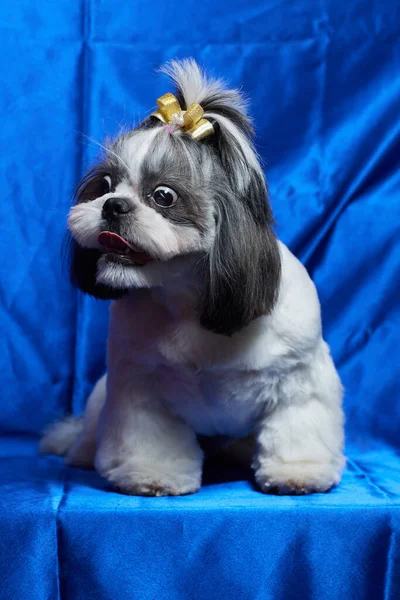 En söt Shih Tzu hund med en båge ligger på soffan hemma. Hund tittar på kameran. — Stockfoto