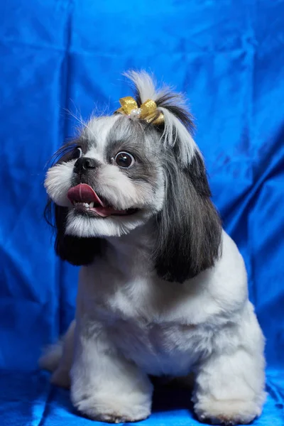 Un lindo perro Shih Tzu con un arco se encuentra en el sofá en casa. Perro mirando a la cámara. —  Fotos de Stock