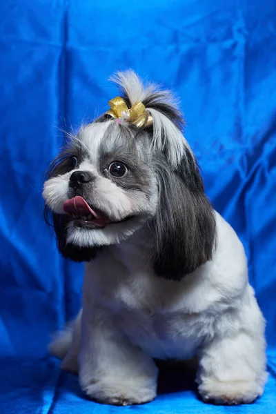 En söt Shih Tzu hund med en båge ligger på soffan hemma. Hund tittar på kameran. — Stockfoto