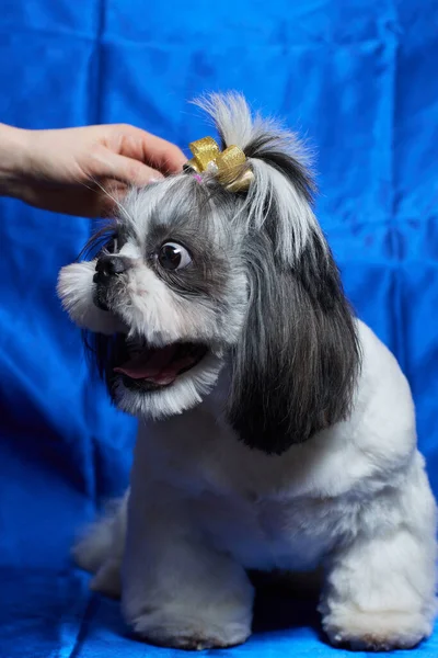 Un lindo perro Shih Tzu con un arco se encuentra en el sofá en casa. Perro mirando a la cámara. — Foto de Stock