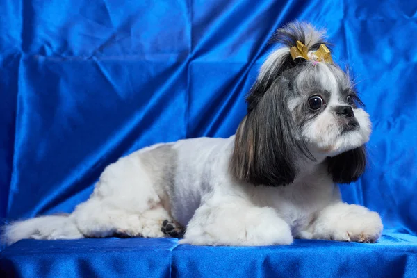 Un lindo perro Shih Tzu con un arco se encuentra en el sofá en casa. Perro mirando a la cámara. — Foto de Stock