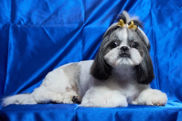 Un lindo perro Shih Tzu con un arco se encuentra en el sofá en casa. Perro mirando a la cámara. — Foto de Stock