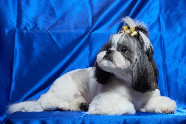 Um cão bonito Shih Tzu com um arco encontra-se no sofá em casa. Cão olhando para a câmera. — Fotografia de Stock