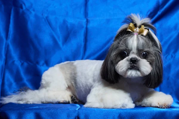 Un lindo perro Shih Tzu con un arco se encuentra en el sofá en casa. Perro mirando a la cámara. — Foto de Stock