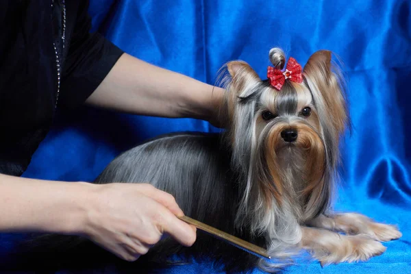 Dog yorkshire terrier em um fundo azul . — Fotografia de Stock