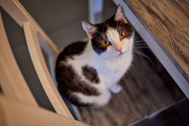 Yeşil gözlü Avrupa kısa saçlı tekir kedi.